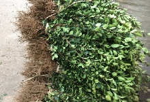 大田地栽油茶树苗赯���及装车发�? />
										</div>
										<div   id=